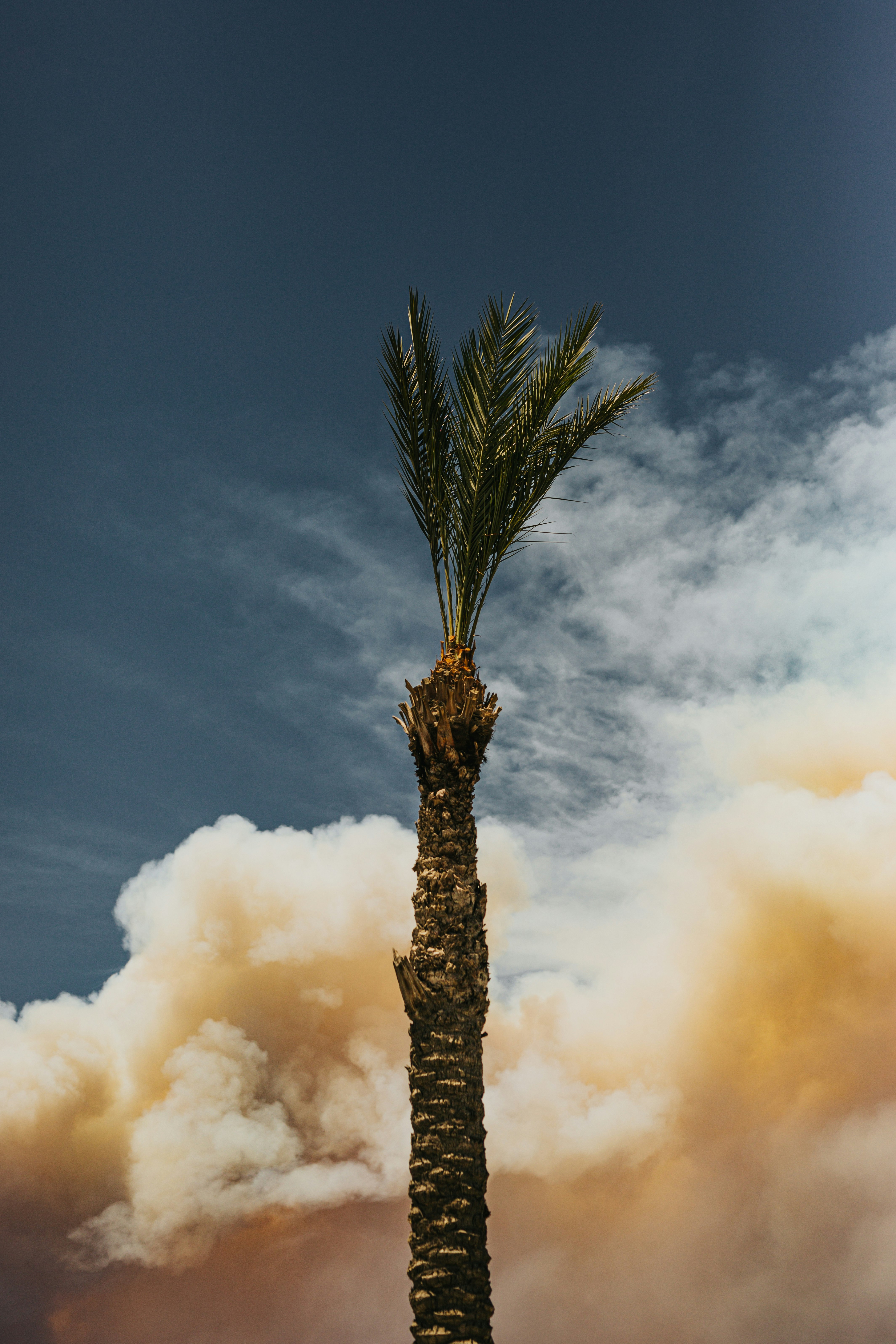 green palm tree under white clouds